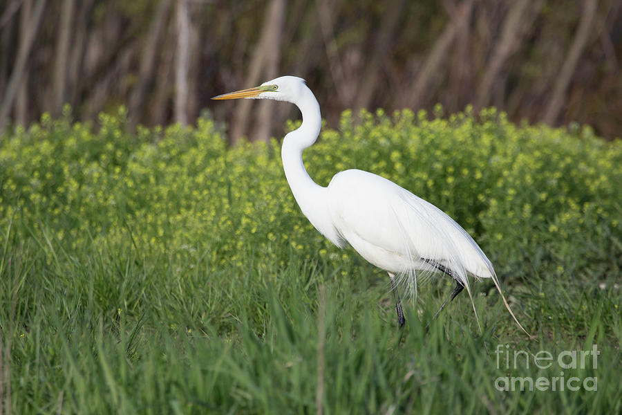 Great Egret Photograph by Jeannette Hunt