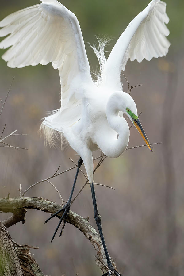 Great Egret  Photograph by Julie Barrick
