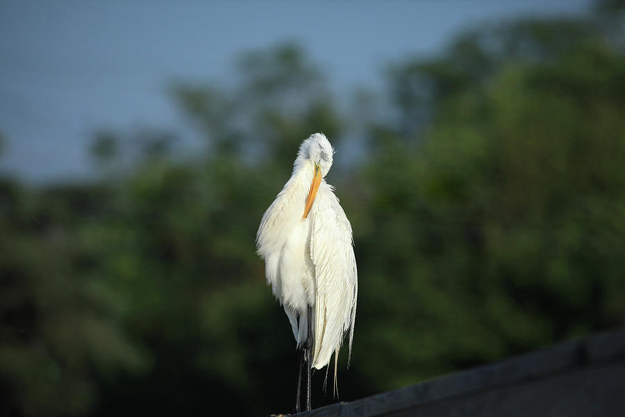 Bird Photograph - Great Egret by Karol Livote