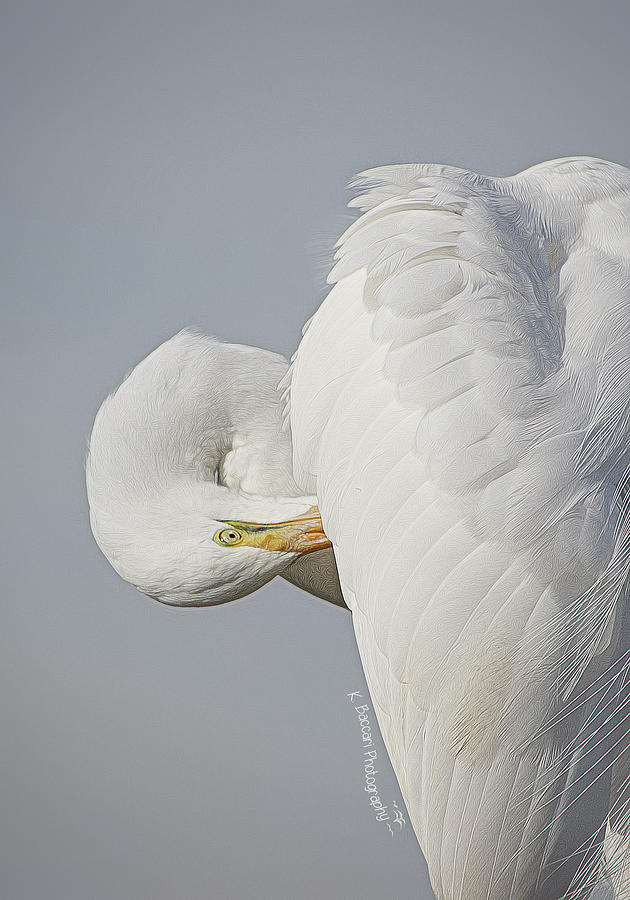 Great Egret Photograph by Kathy Baccari