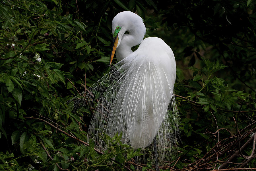 Great Egret Photograph by Kylie Jeffords