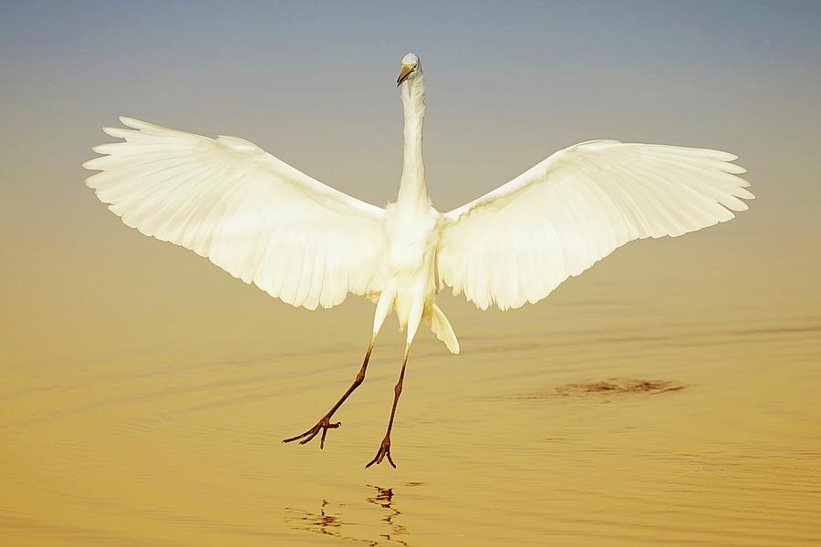 Great Egret Landing At Sunrise Photograph