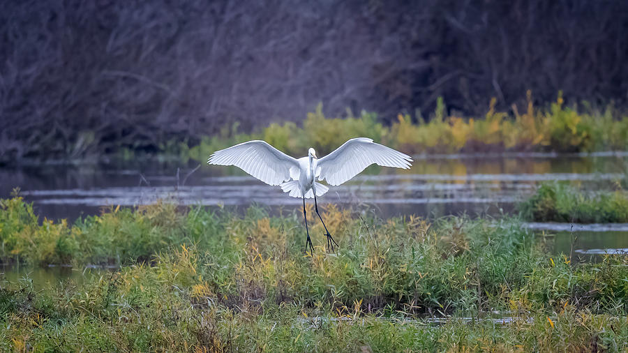 Great Egret Landing Photograph by Joan Carroll