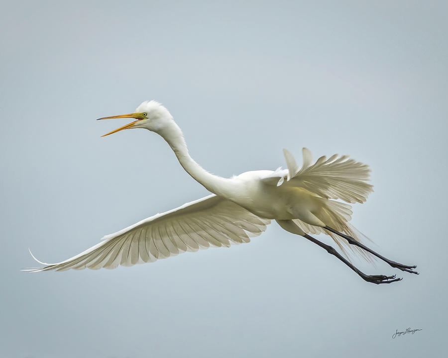 Great Egret Landing Photograph by Jurgen Lorenzen