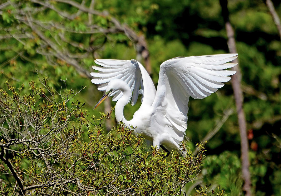 Great Egret Landing Photograph by Kathy Baccari