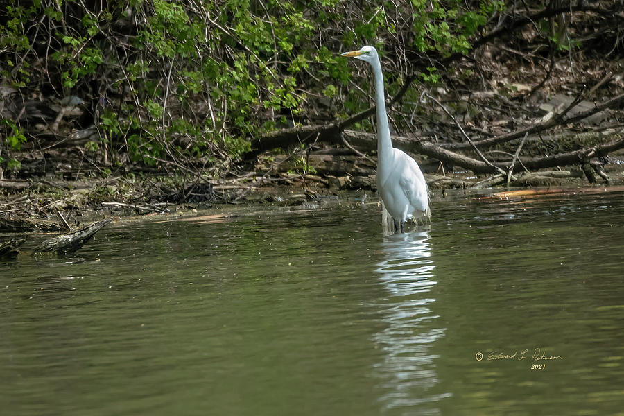 Great Egret Long Neck Photograph by Ed Peterson