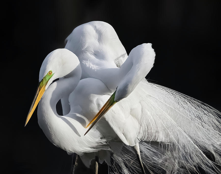 Great Egret Love Birds Photograph by Carl Amoth