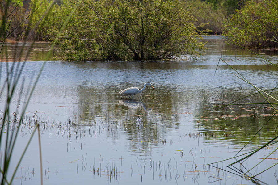 Torrance Photograph - Great Egret, Madrona Marsh Wetlands is a vernal freshwater marsh and is approximately 43 acres. Torr by Peter Bennett