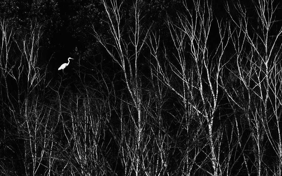 Great Egret Photograph by Martin Vorel Minimalist Photography
