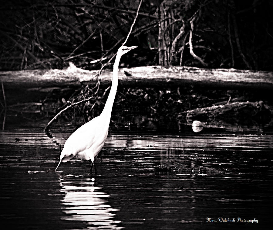 Great Egret Photograph by Mary Walchuck