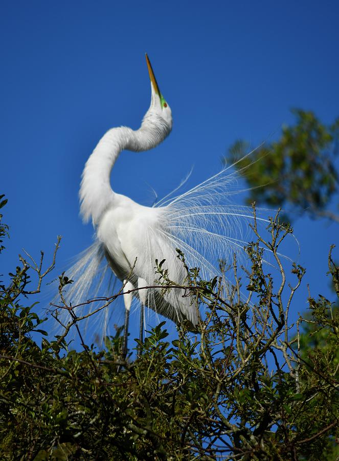 Great Egret Mating Dance Photograph By Richard Bryce And Family - Fine 