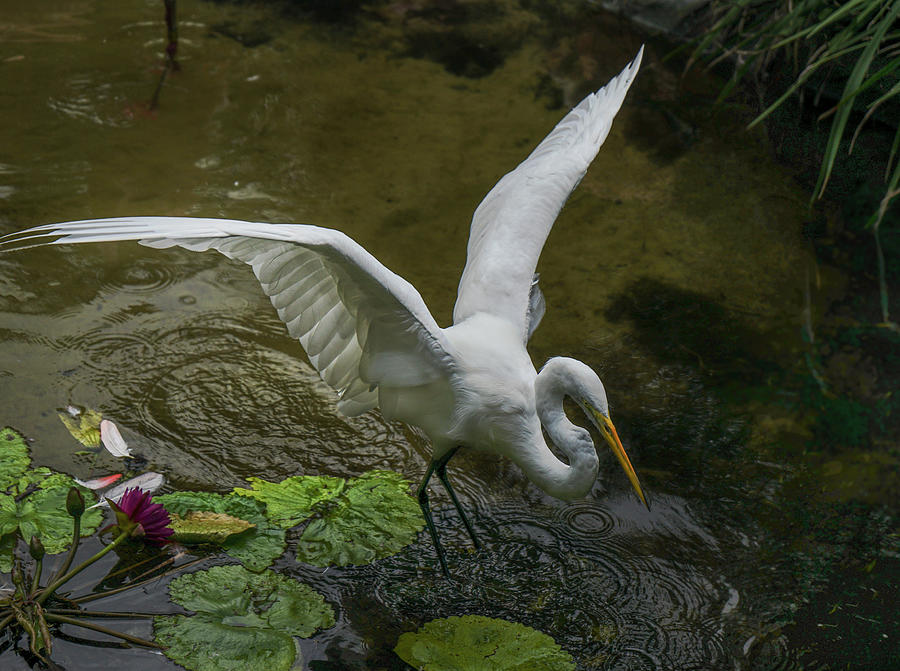 Great Egret  Photograph by Matthew Bamberg