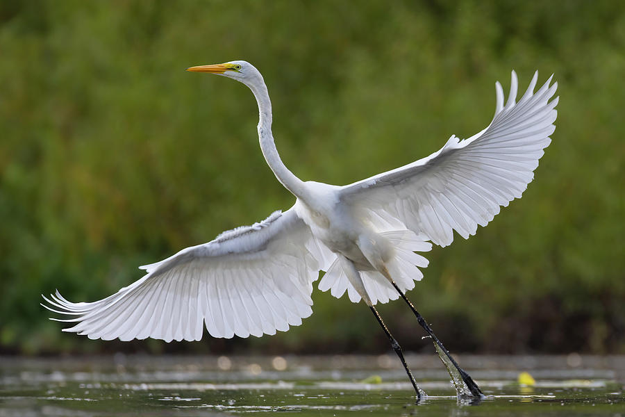 Great Egret Photograph by Mircea Costina Photography
