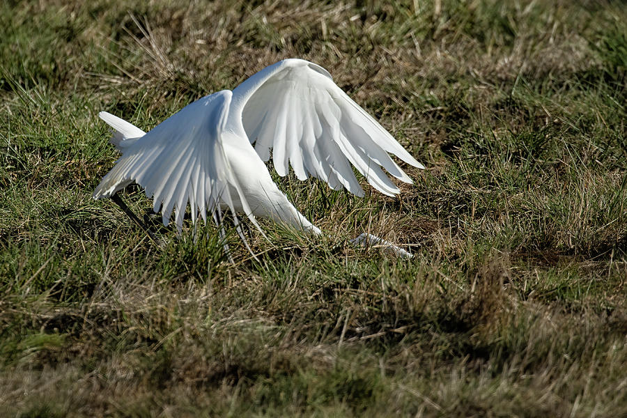 Great Egret Mishap - Not Only Humans Fall Flat On Their Faces Photograph