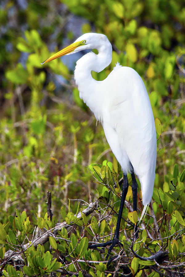 Great Egret Photograph by Mitch Cat