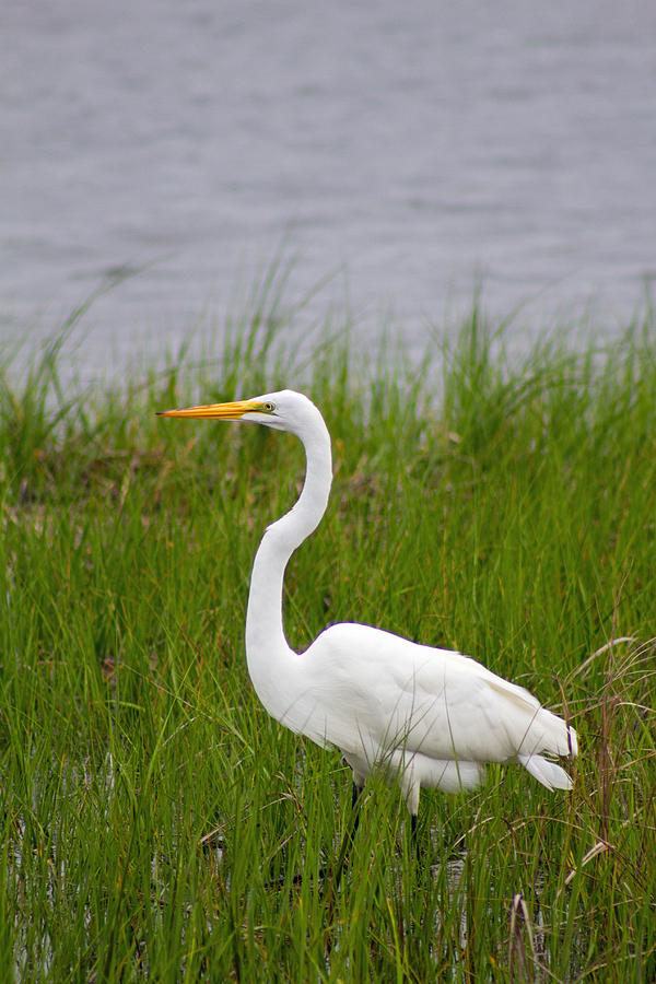 Great Egret  Photograph by Nautical Chartworks