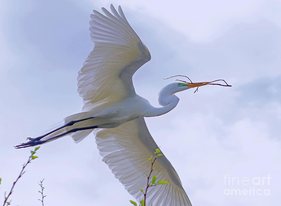 Great Egret nestbuilder Photograph by Larry Nieland