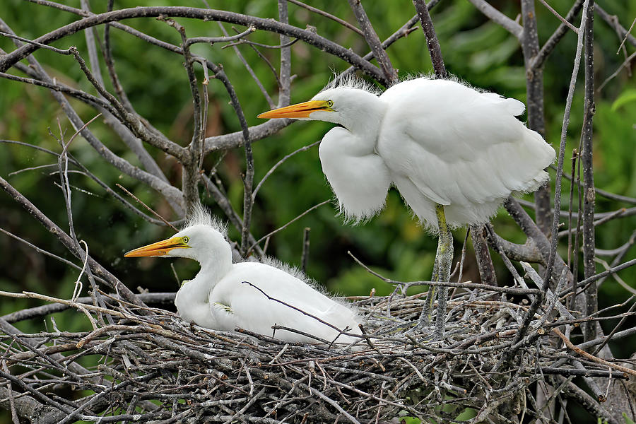 Great Egret Nesting Photograph by Jennifer Robin