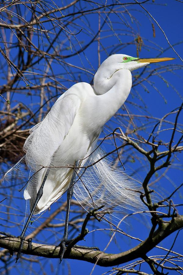 Great Egret on a Windy Day Photograph by Richard Bryce and Family