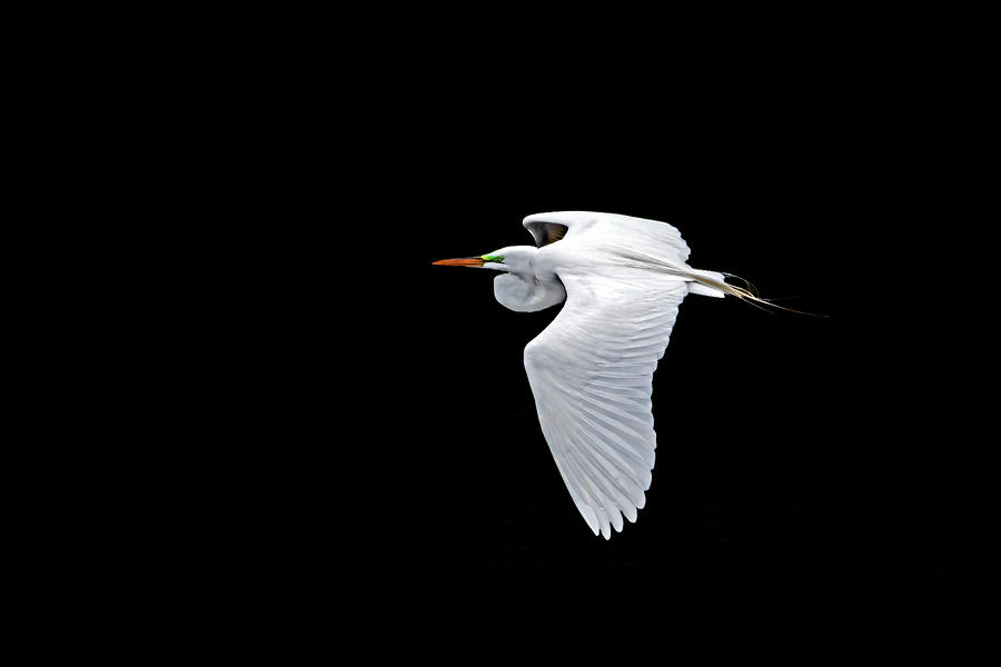 Great Egret on Black Photograph by Ira Marcus