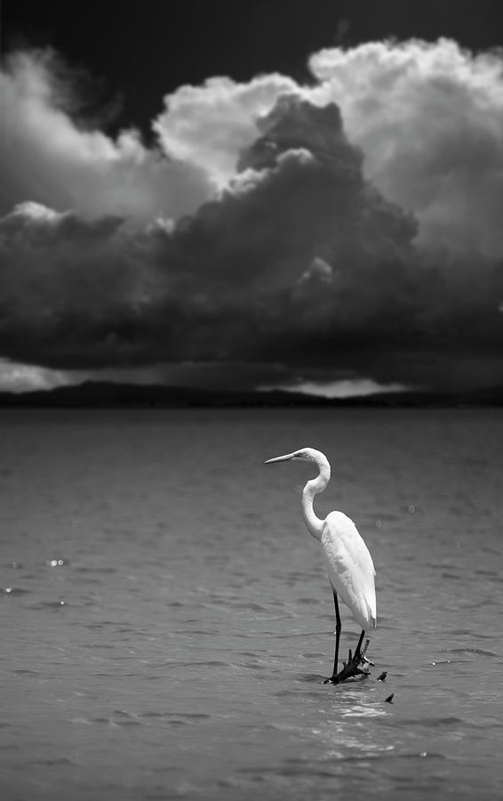 San Diego Photograph - Great Egret on Lake Henshaw by William Dunigan