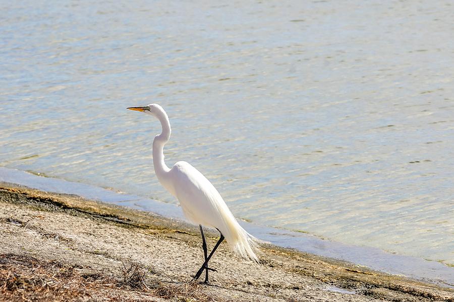 Great Egret on the Beach Photograph by Susan Rydberg