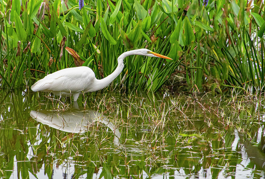 Great Egret on the Hunt Photograph by Gordon Ripley