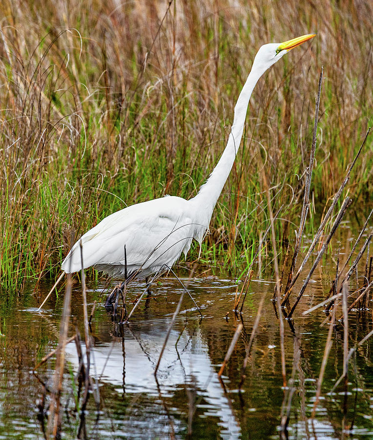 Great Egret on the Outer Banks Photograph by Dan Carmichael