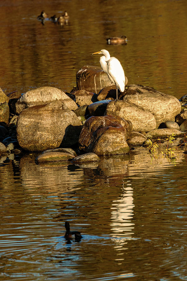 Great Egret on the Rocks Photograph by Mike Lee
