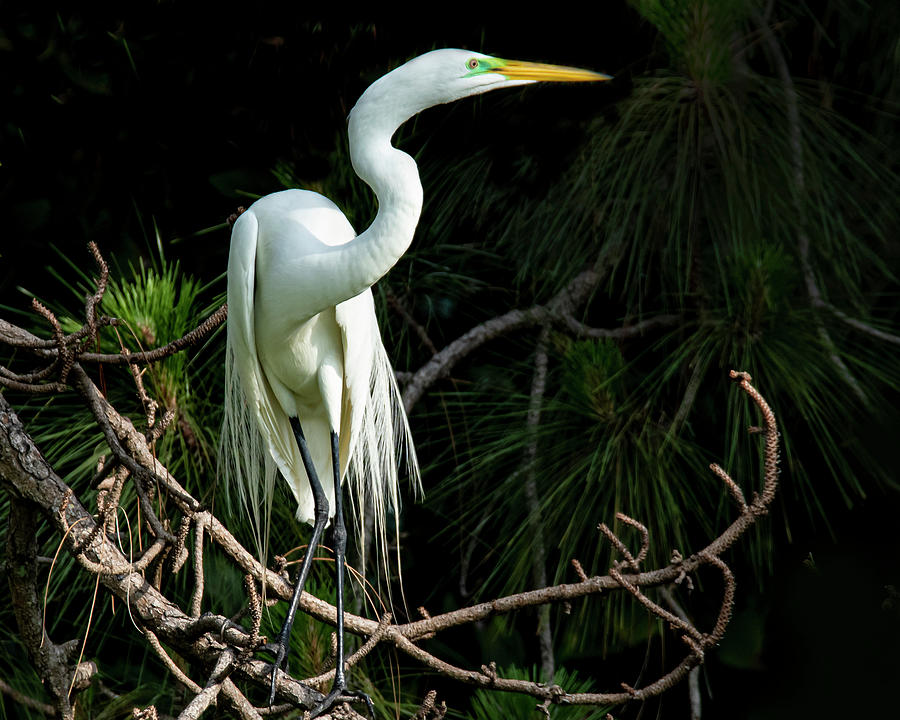 Great Egret on tree branch Photograph by Don Durfee