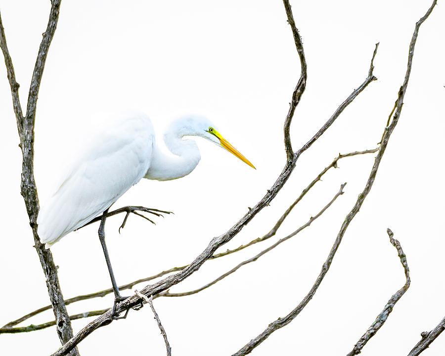 Great Egret Overhead Photograph by Ray Silva