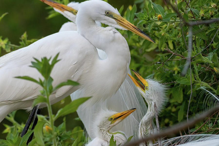 Great Egret Pair and 2 chicks Photograph by Bradford Martin