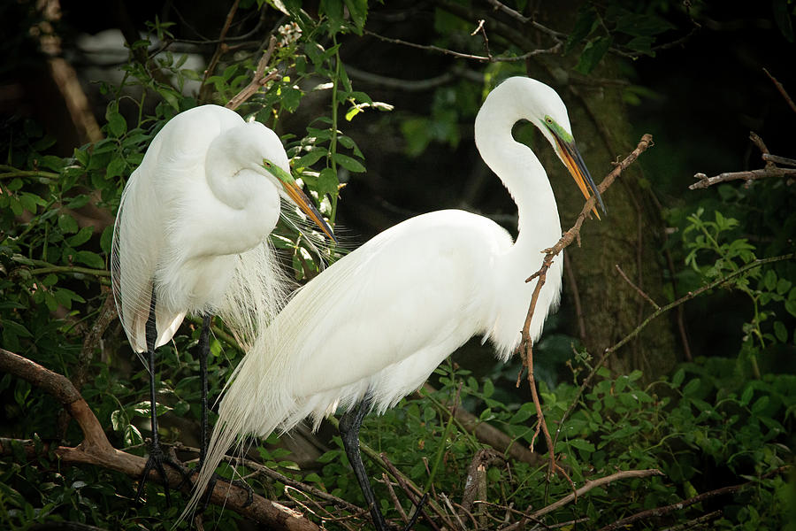 Great Egret Pair Nest Building Photograph by Kristia Adams Great Egret Pair Nest Building Photograph by Kristia Adams