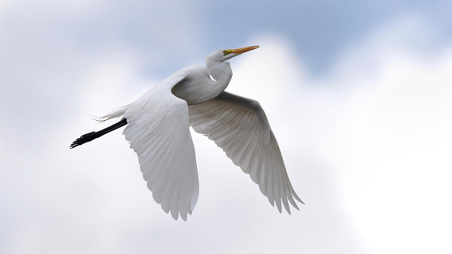Great Egret Photograph by Paul Martin
