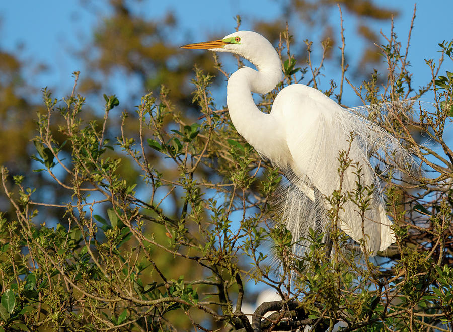 Great Egret Perched in a Tree Photograph by Teresa Wilson