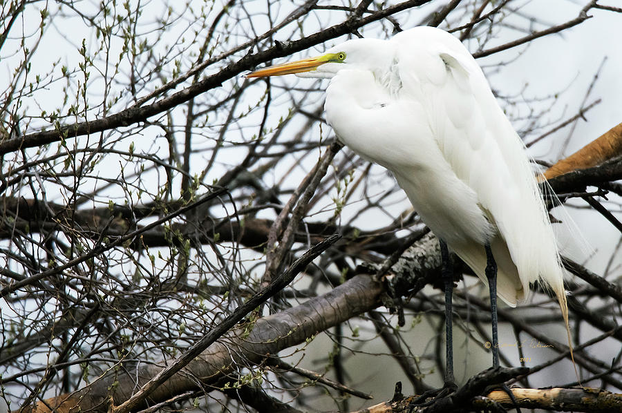 Great Egret Perching Photograph by Ed Peterson