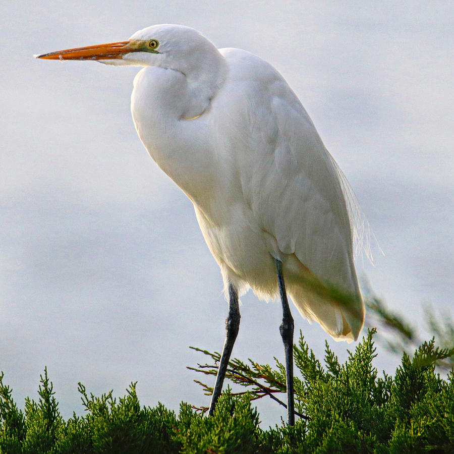 Great Egret Photograph by Perry Hoffman