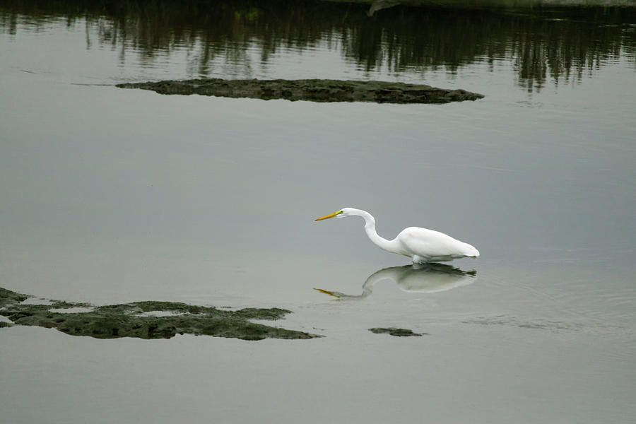 Great Egret Photograph by Phil Welsher