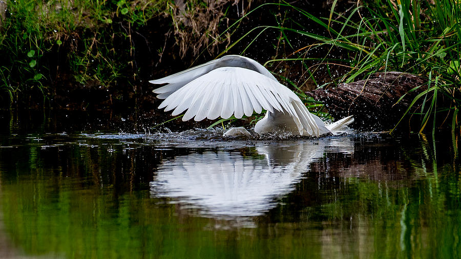 Great Egret Plunge Photograph by Larry Maras Great Egret Plunge Photograph by Larry Maras