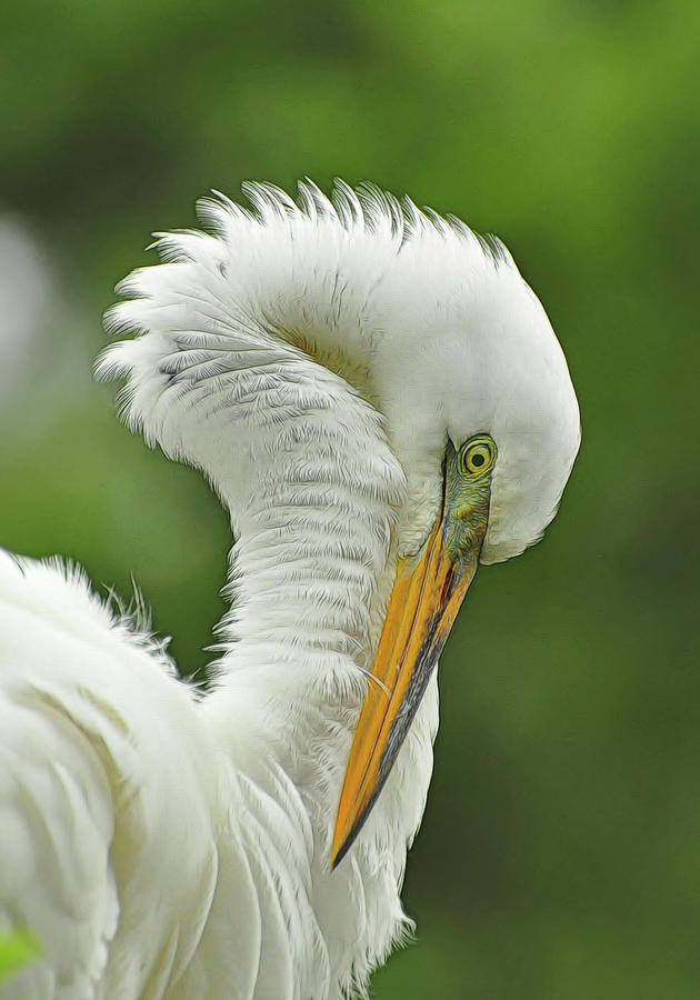 Bird Photograph - Great Egret Portrait 2 by Kathy Baccari