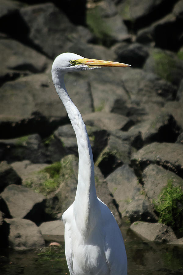 Great Egret Portrait 2 Photograph by Morgan Wright