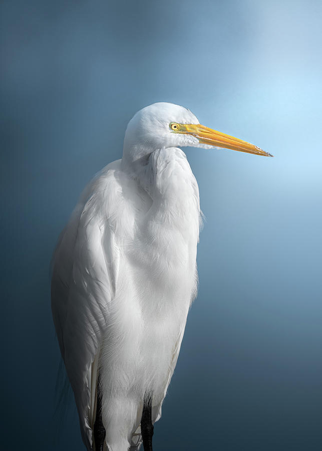Great Egret Portrait  Photograph by Jordan Hill