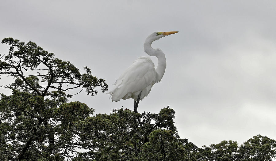 White Egret Posed Photograph by Doolittle Photography and Art