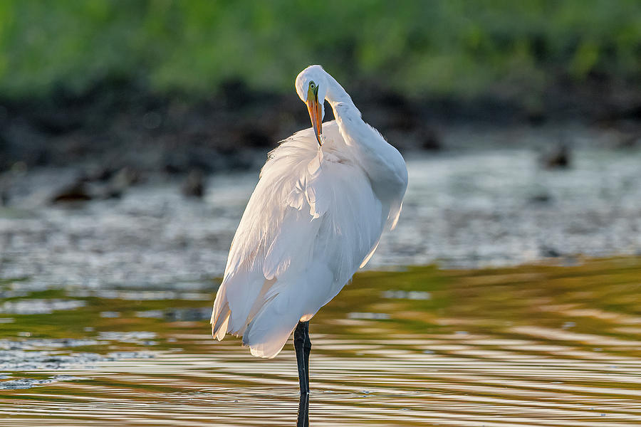 Great Egret Preening #3 Photograph by Morris Finkelstein - Fine Art America