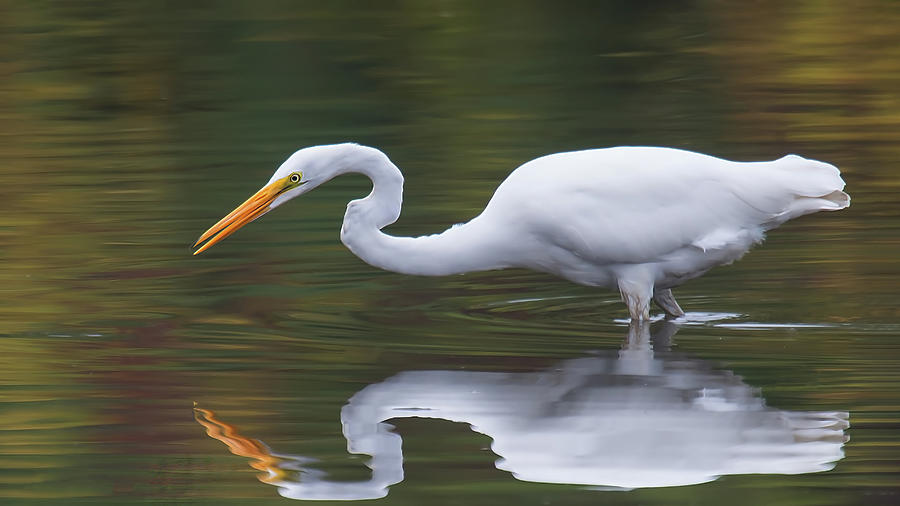 Great Egret Reflection Photograph by CR Courson