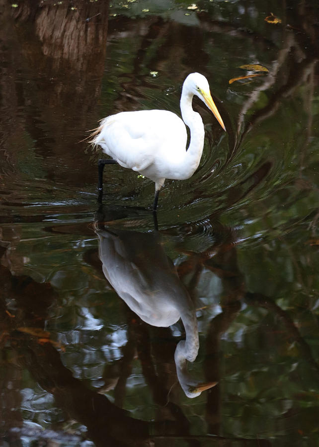 Great Egret Reflection Photograph by David T Wilkinson