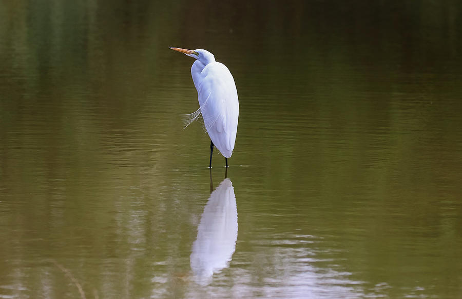 Great Egret Reflection Photograph by Dawn Richards
