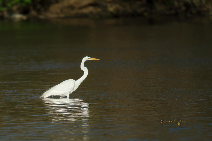 Great Egret Reflection Photograph by Ed Peterson