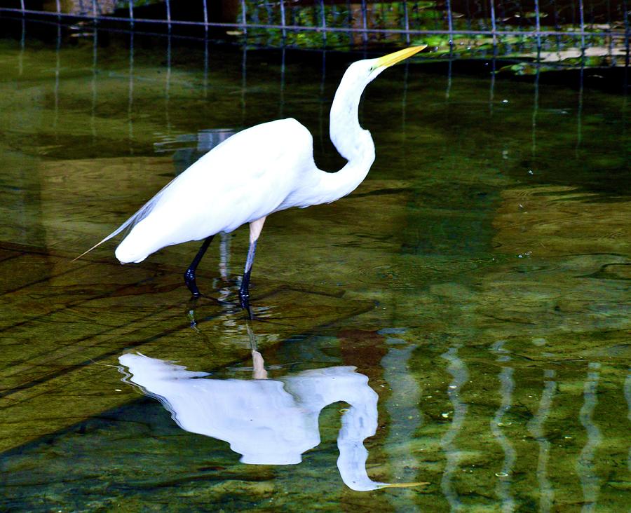 Great Egret Reflections Photograph by Warren Thompson
