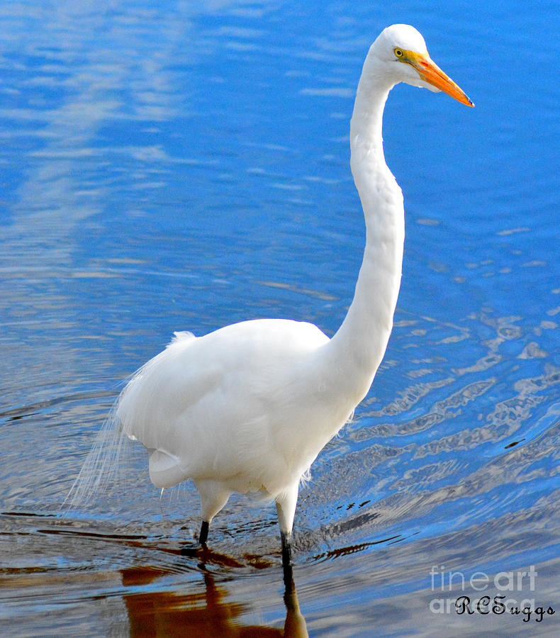 Great Egret  Photograph by Robert Suggs